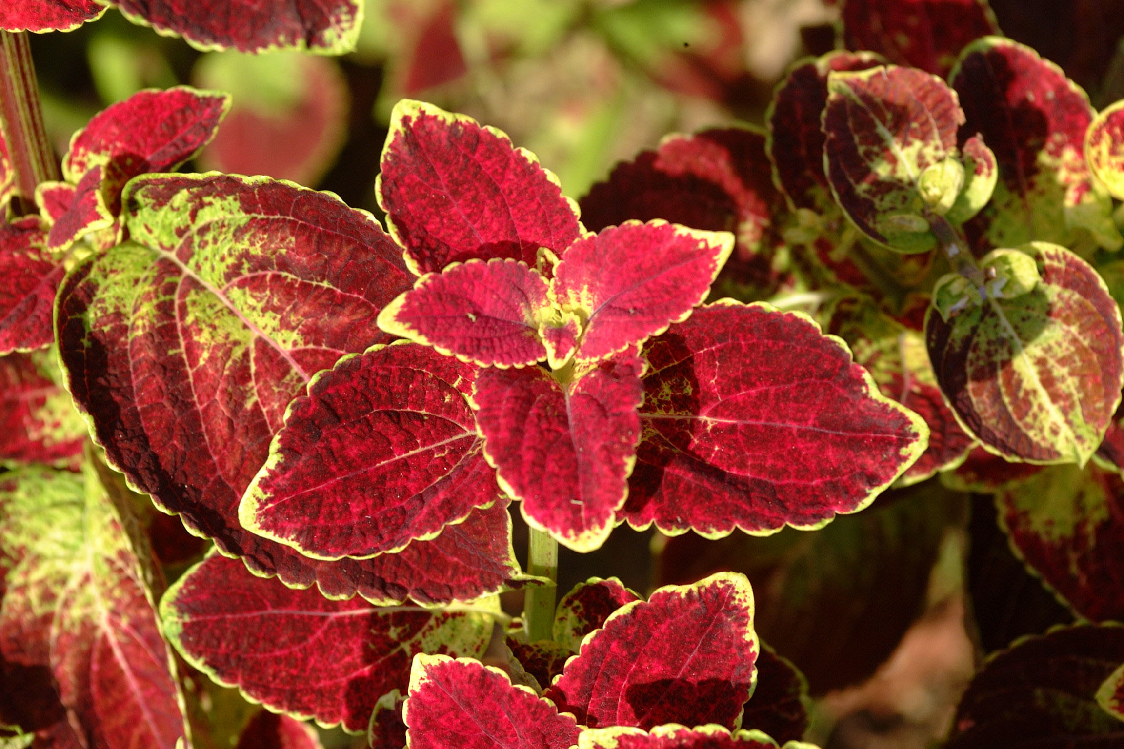 ‘Sun’ coleus shine in the landscape