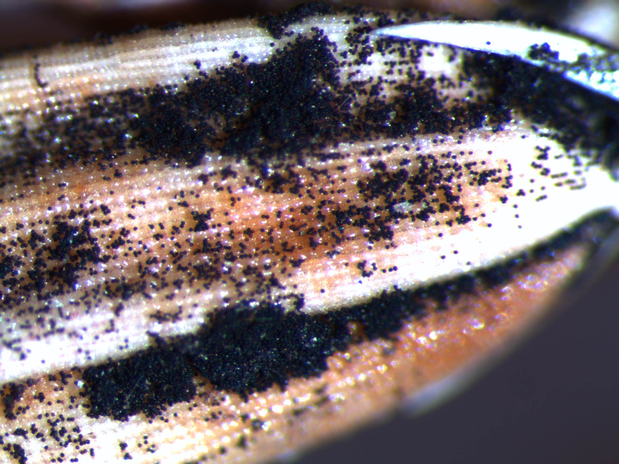Spores Oozing From Grain
