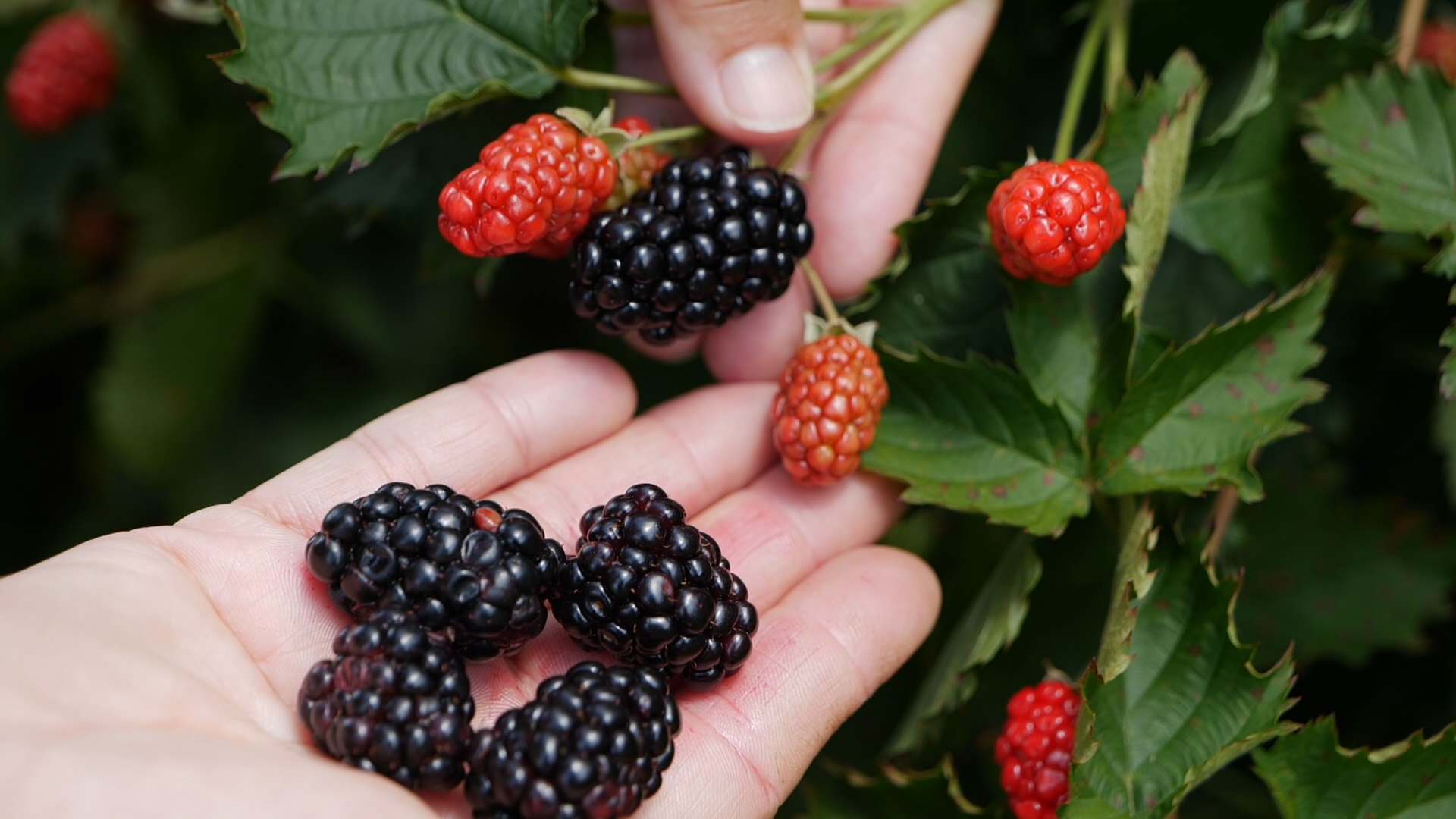 Get It Growing: Prime-Ark Traveler blackberries have many advantages