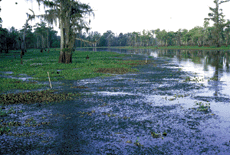 Invasive Aquatic Plants in the Atchafalaya Basin