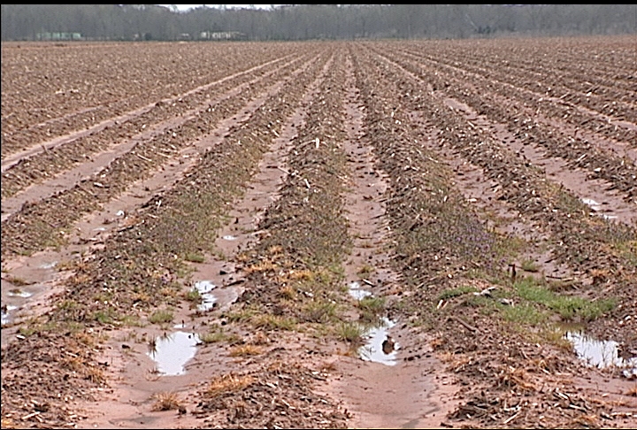 Rainy weather postpones spring field preparations