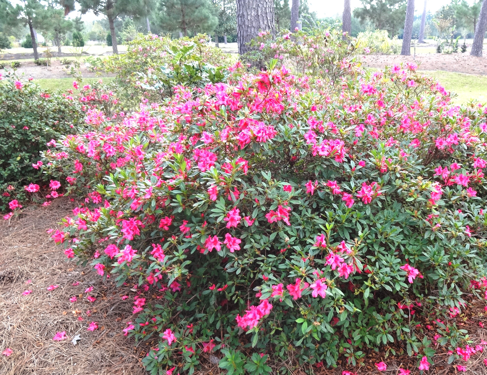 Planning for azaleas is important spring decision