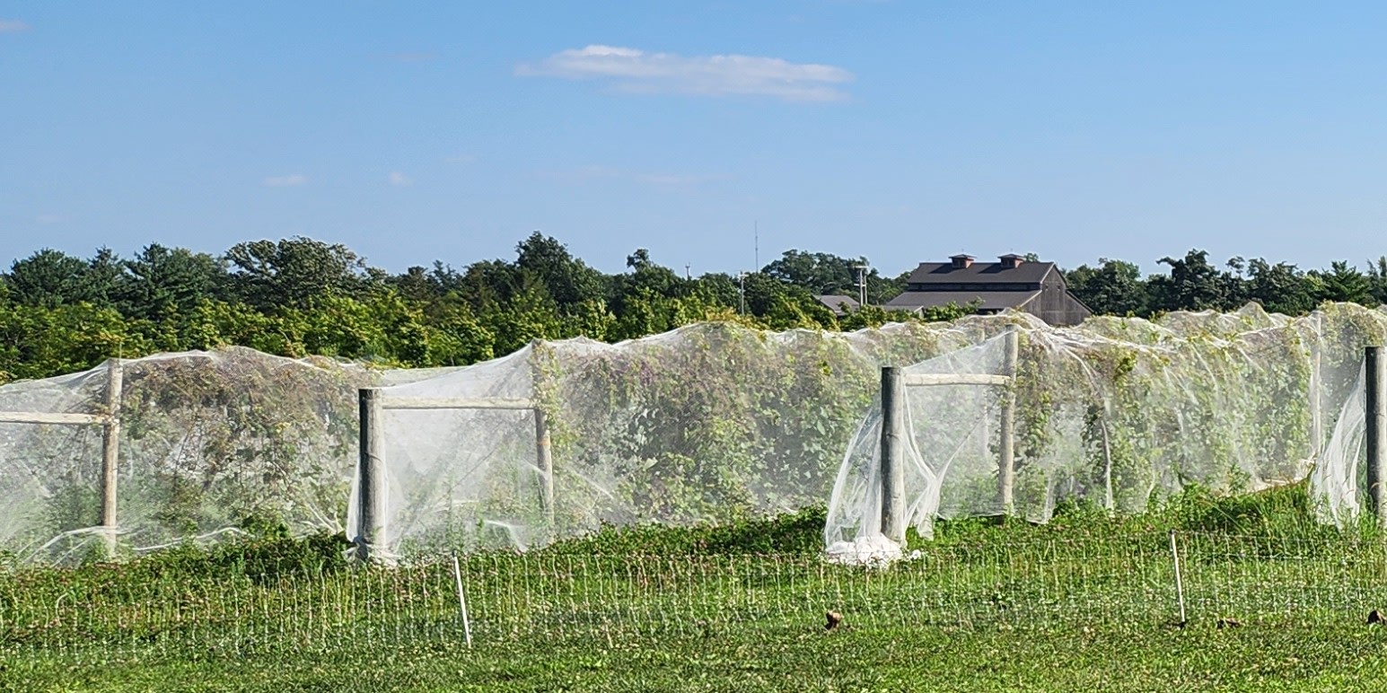 Netting is the Most Reliable Way to Protect Fruit from Birds