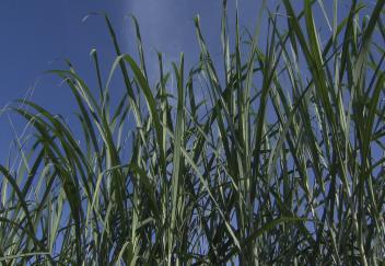 Sugarcane continues to withstand tough year