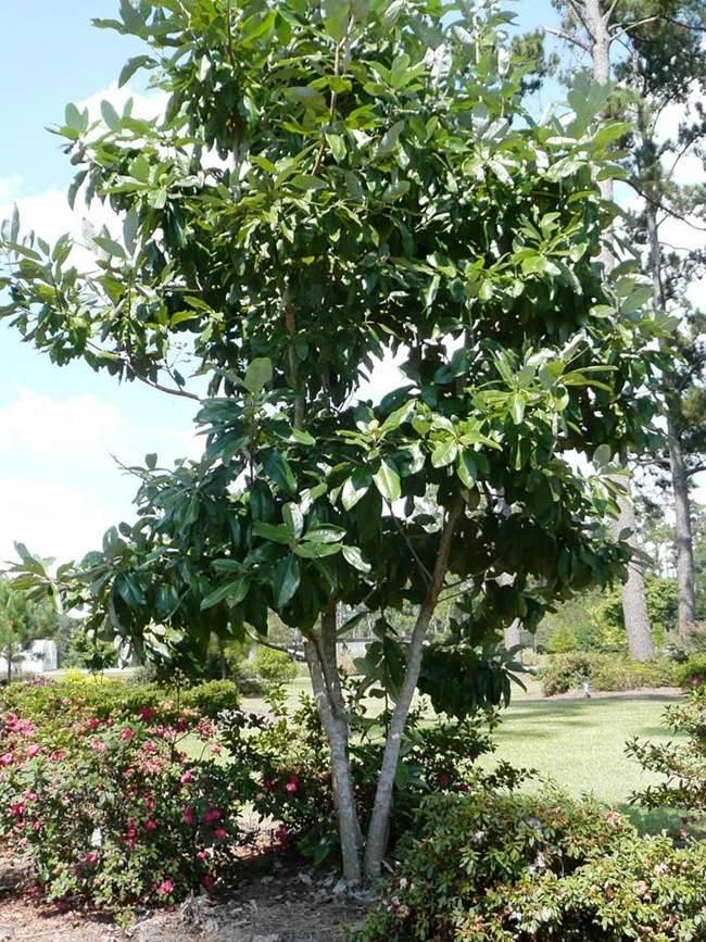 Sweetbay Magnolia – Ornamental Plant of the Week for October 19 2015