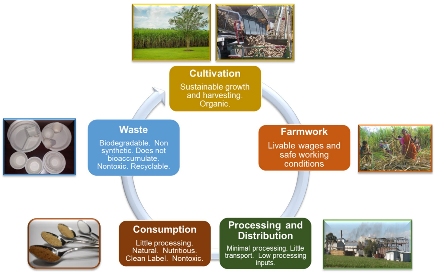ASI Review Article Highlights Sustainable Processing Across Sugar Crops 