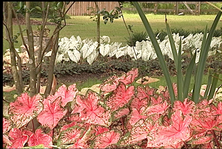 Caladiums are reliable with proper care