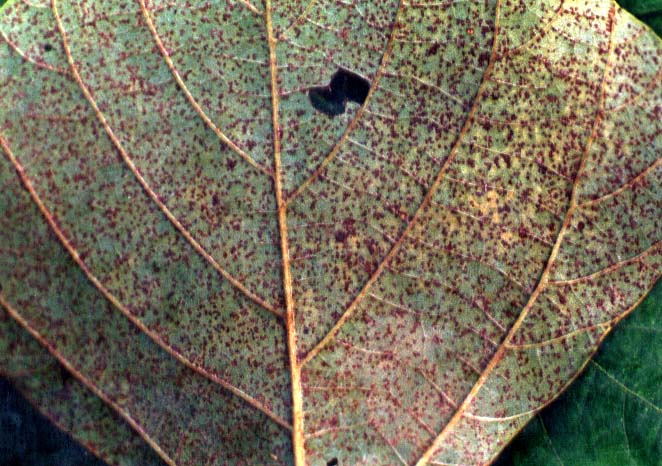 kudzu