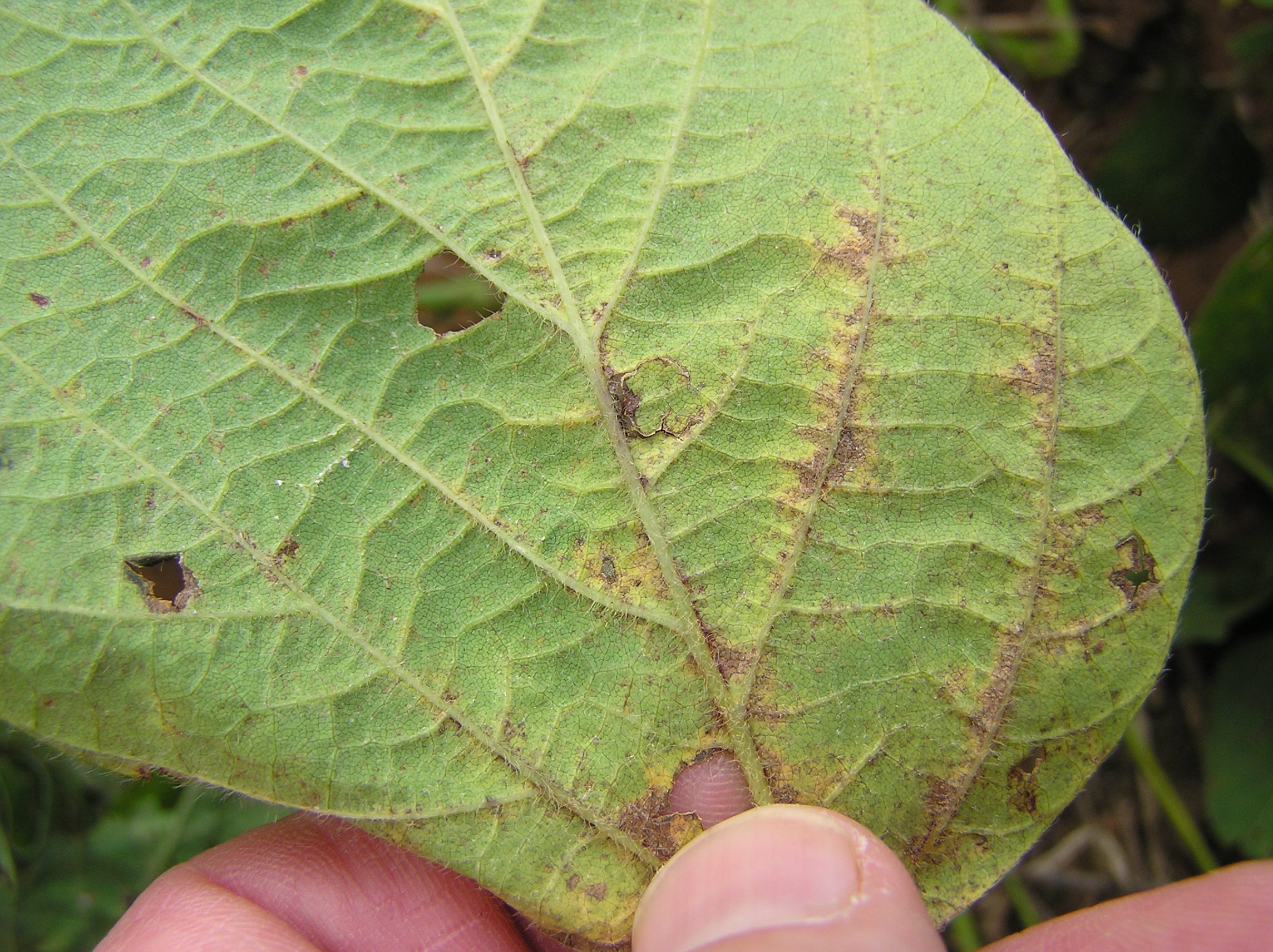 Asian Soybean Rust Images