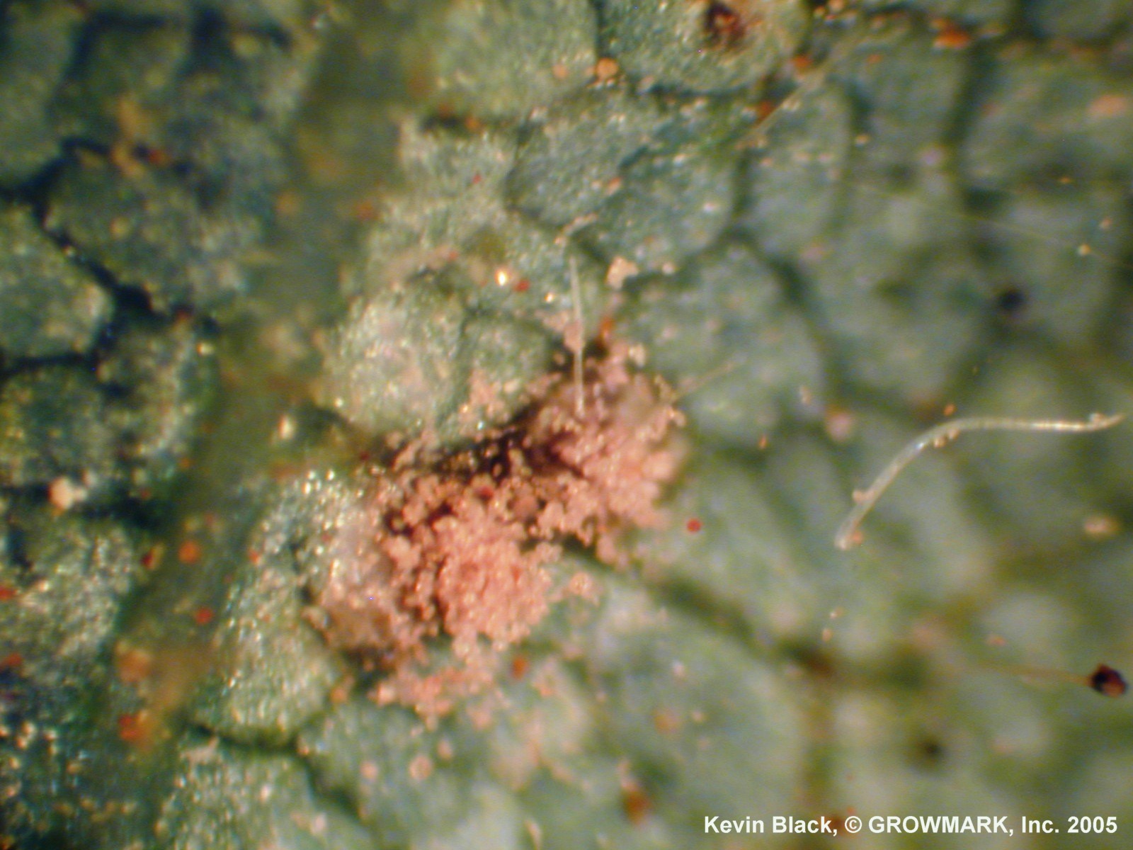 Rust spores erupting from pustules 
