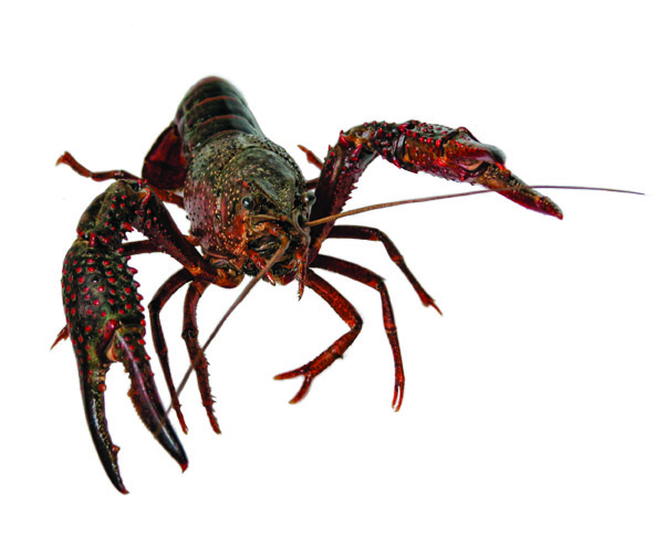 Making Rice Fields Safe for Crawfish