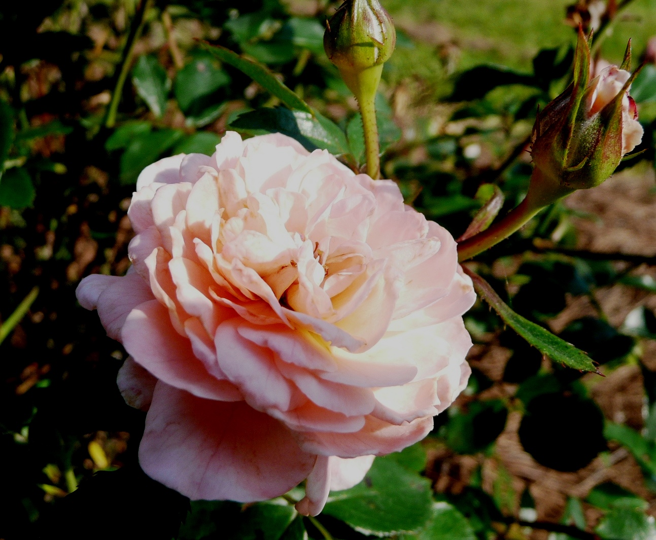 Care now will improve fall roses