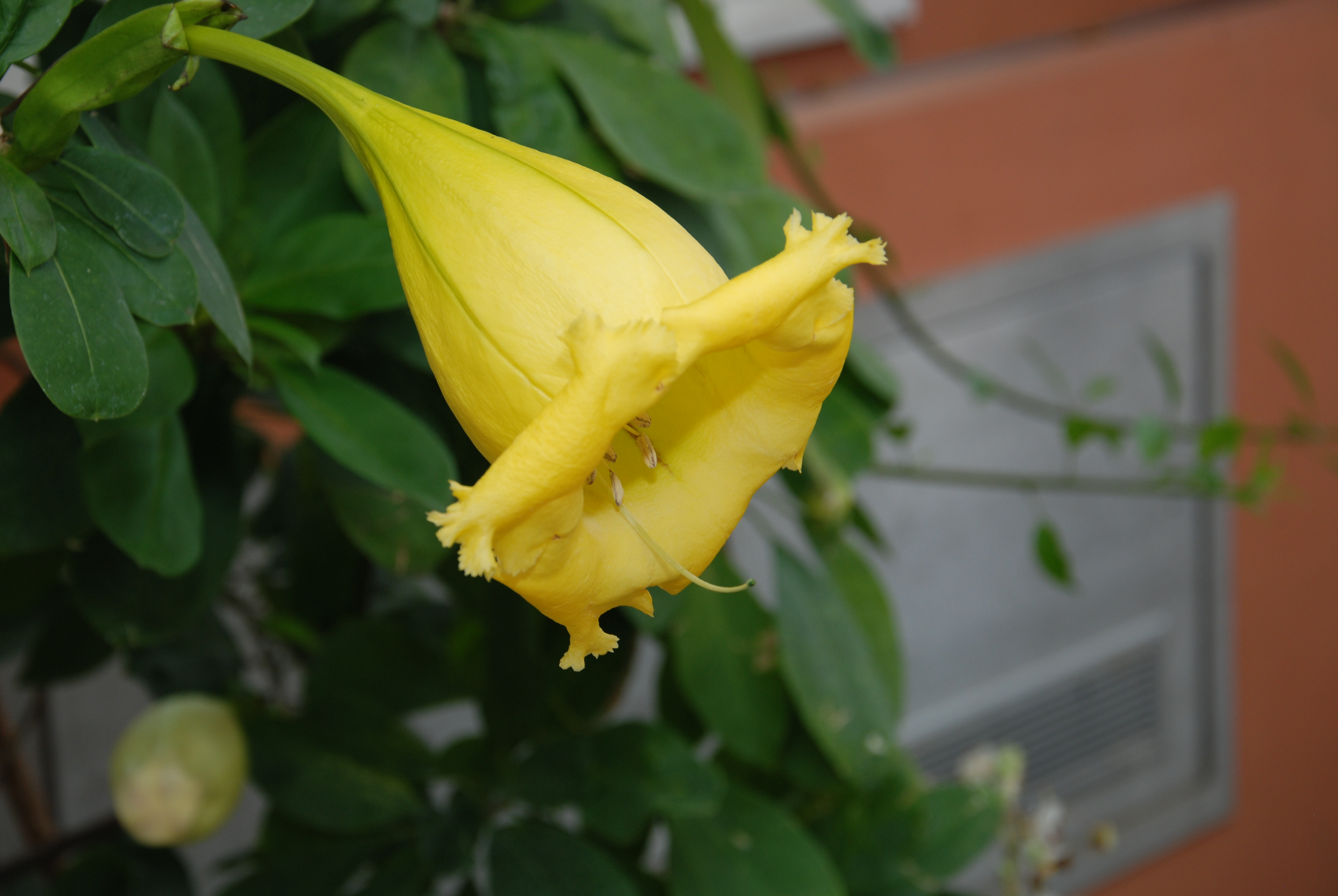 Garden shows scheduled across Louisiana