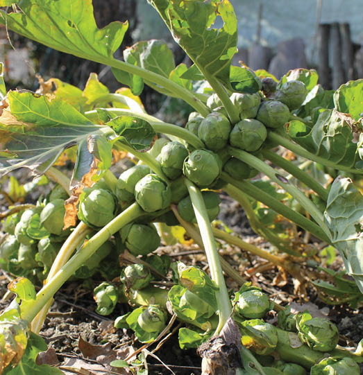 A full brussels sprouts stalk full of leaning over on its leaves in a garden row.