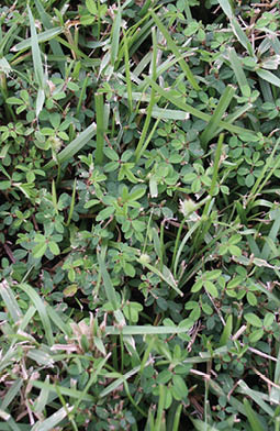 A closeup of a patch of green grass with five leaved common lespedeza growing throughout.