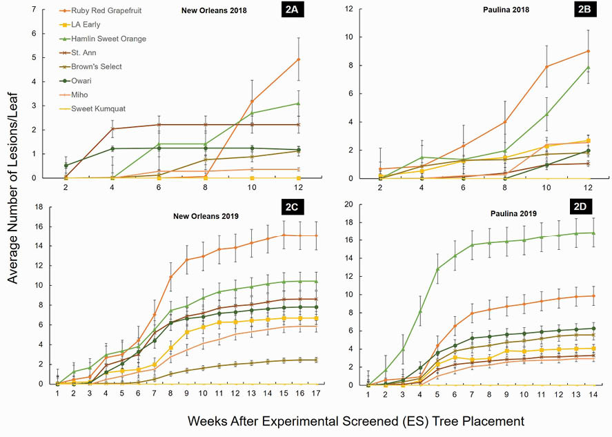 A series of four line graphs that plot the Average Number of Lesions per Leaf on the Y axis and the Weeks After Experimental Screened Tree Placement on the X axis. The four charts are localized for New Orleans and Paulina in 2018 as the top two and the bottom two are the same locations in 2019. Refer to article contents for relevant data.