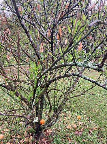Citrus tree with new green leaves growing on limbs next to lichen covered, freeze dammaged, dead limbs. One bright orange citrus fruit is left on the tree near the ground.