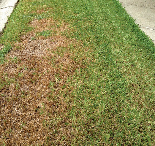 A patch of green lawn grass with a large light brown damaged area.
