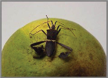 One large black leaf footed stink bug sitting and feeding on a light green color citrus fruit that has darker brown speckles on one side.
