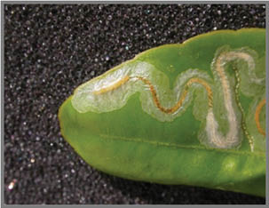 A bright green leaf with curvy, winding transparent and white trails burrowed inside by leaf miners.