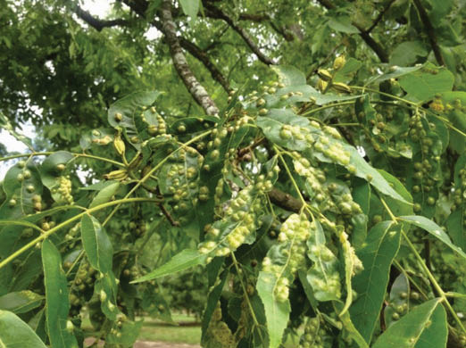 Pecan tree branch with green pecan tree leaves covered in greenish yellow galls.