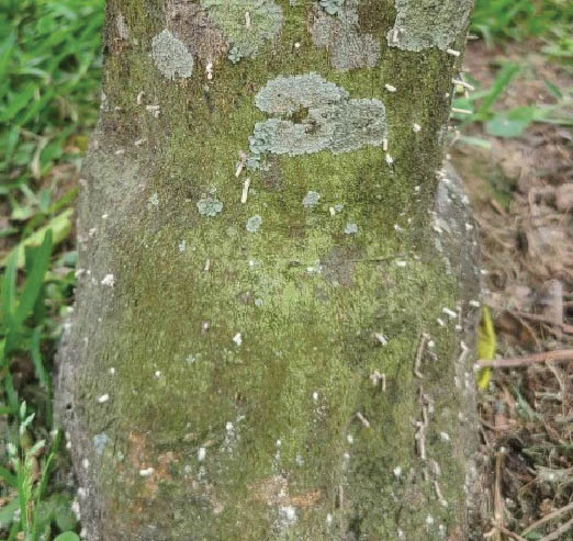 Green tree trunk with lichen patches and small pencil like stacks of light brown saw dust sticking out horizontally.