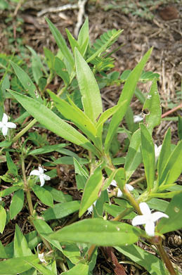 A closeup of the long, bright green leaves and white flowers of Virginia buttonweed growing in a brown patch of lawn.