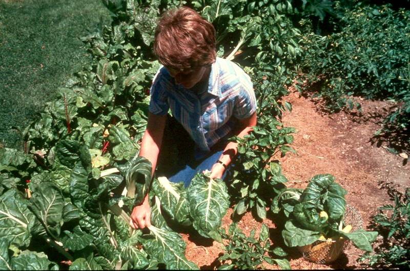 Expected Vegetable Garden Yields