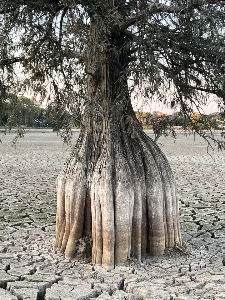 Planning for drought stress in the landscape