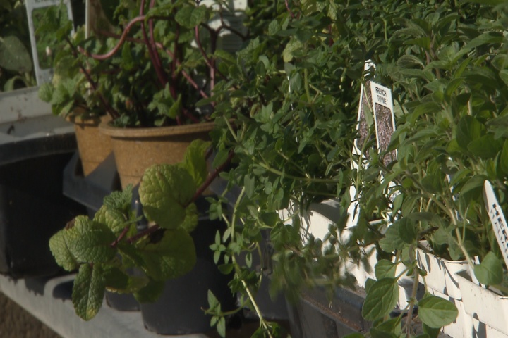 Nows the time to plant hardy herbs