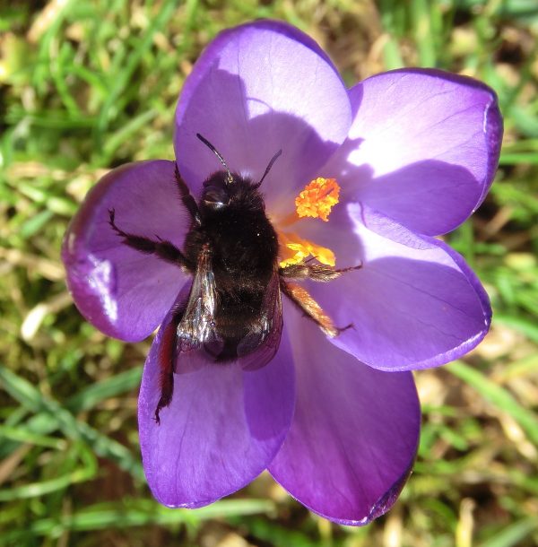 Beehive Buzz: Hairy-footed Flower Bee