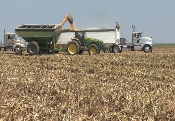 Corn yields slightly lower because of wet growing season