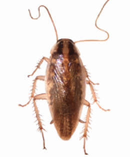 Adult Asian cockroach looks very similar to German cockroaches, but are capable of flight, unlike the latter.