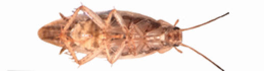 Ventral view of an adult Asian cockroach.