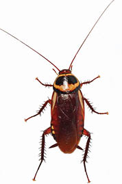 An adult Australian cockroach has yellow margins on their pronotum, which can be used to differentiate them from similar looking cockroach species.