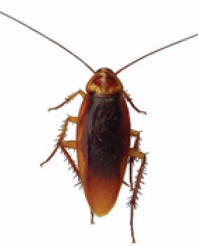 An adult male American cockroach at rest.