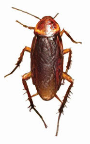 An adult brown cockroach at rest. Brown cockroaches can be difficult to differentiate from American cockroaches.