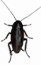A smoky brown cockroach adult is black in color. Both females and males adults have wings.