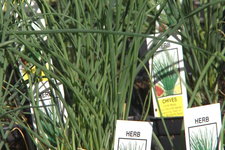 Its a great time to plant tasty chives