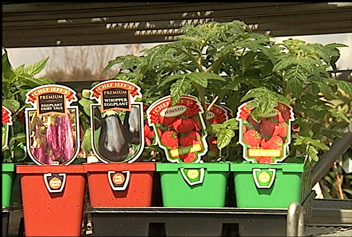 Spring plantings can include vegetable transplants