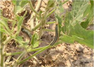 Rice-Grass Strain of Fall Armyworm in Soybeans