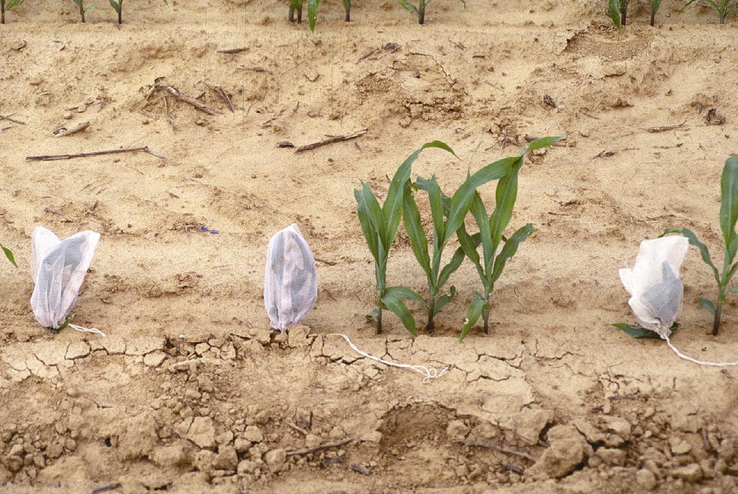 &amp;quot;Caged&amp;quot; Bugs On Corn