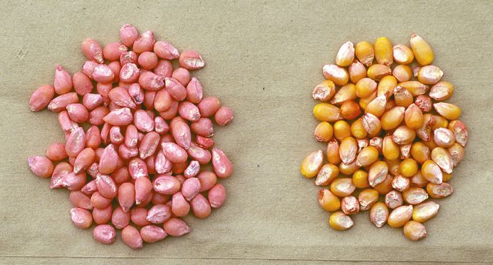 Treated Corn Seed