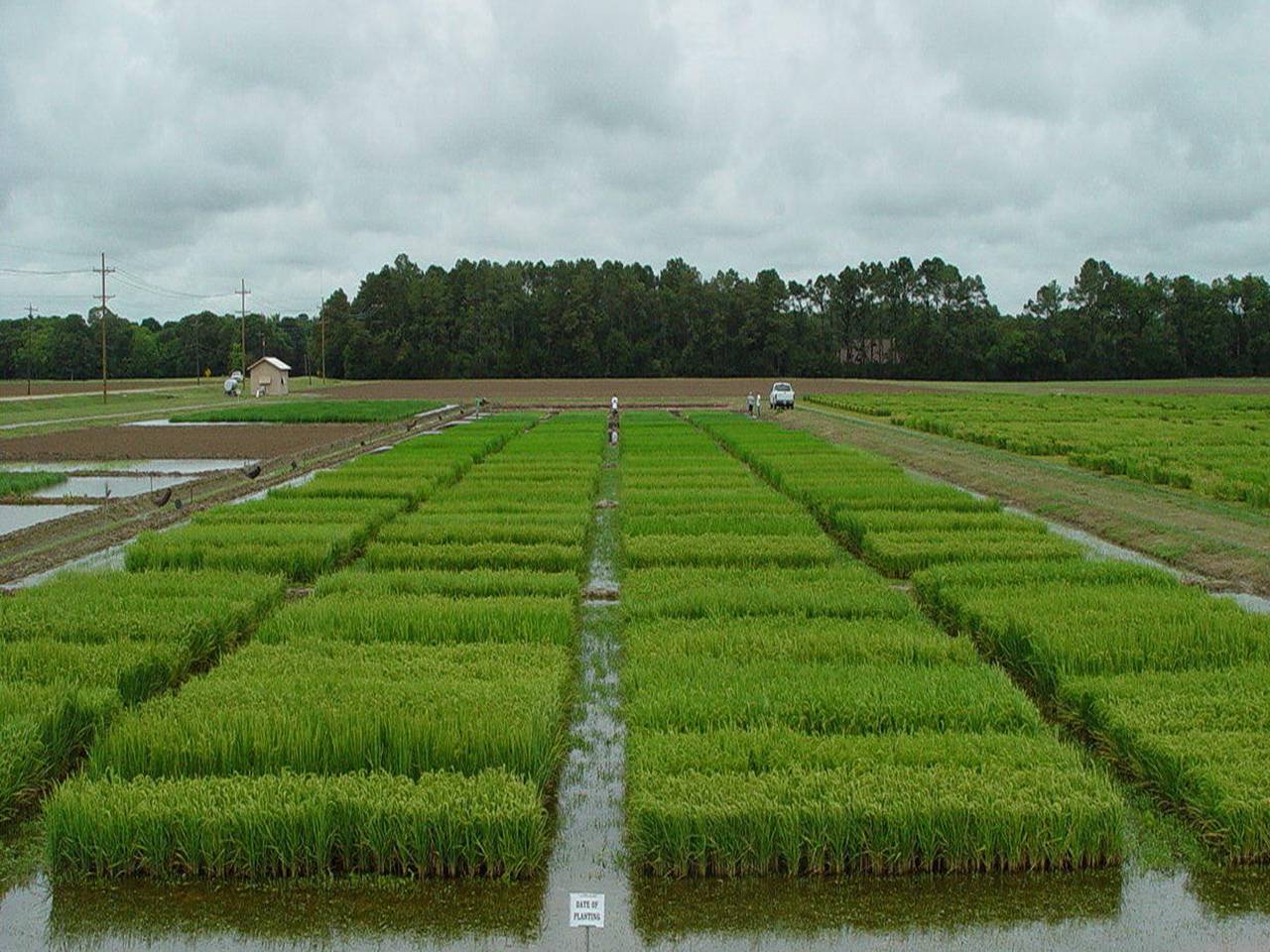 Date of Planting Study