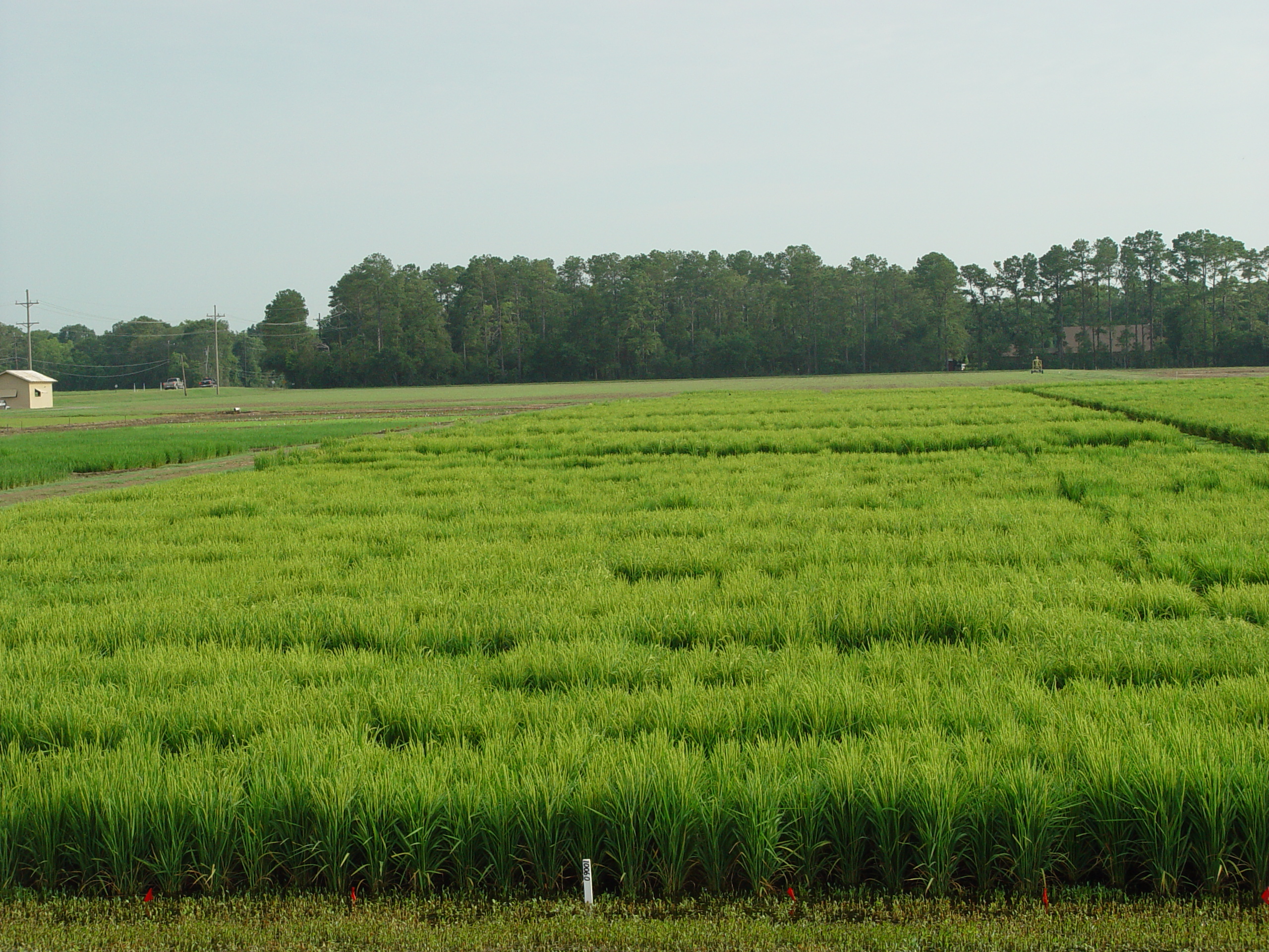 Long Grain and Herbicide-resistant Breeding Project