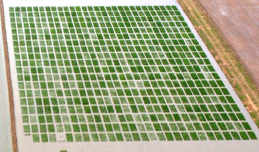 Uniform Rice Regional Nursery