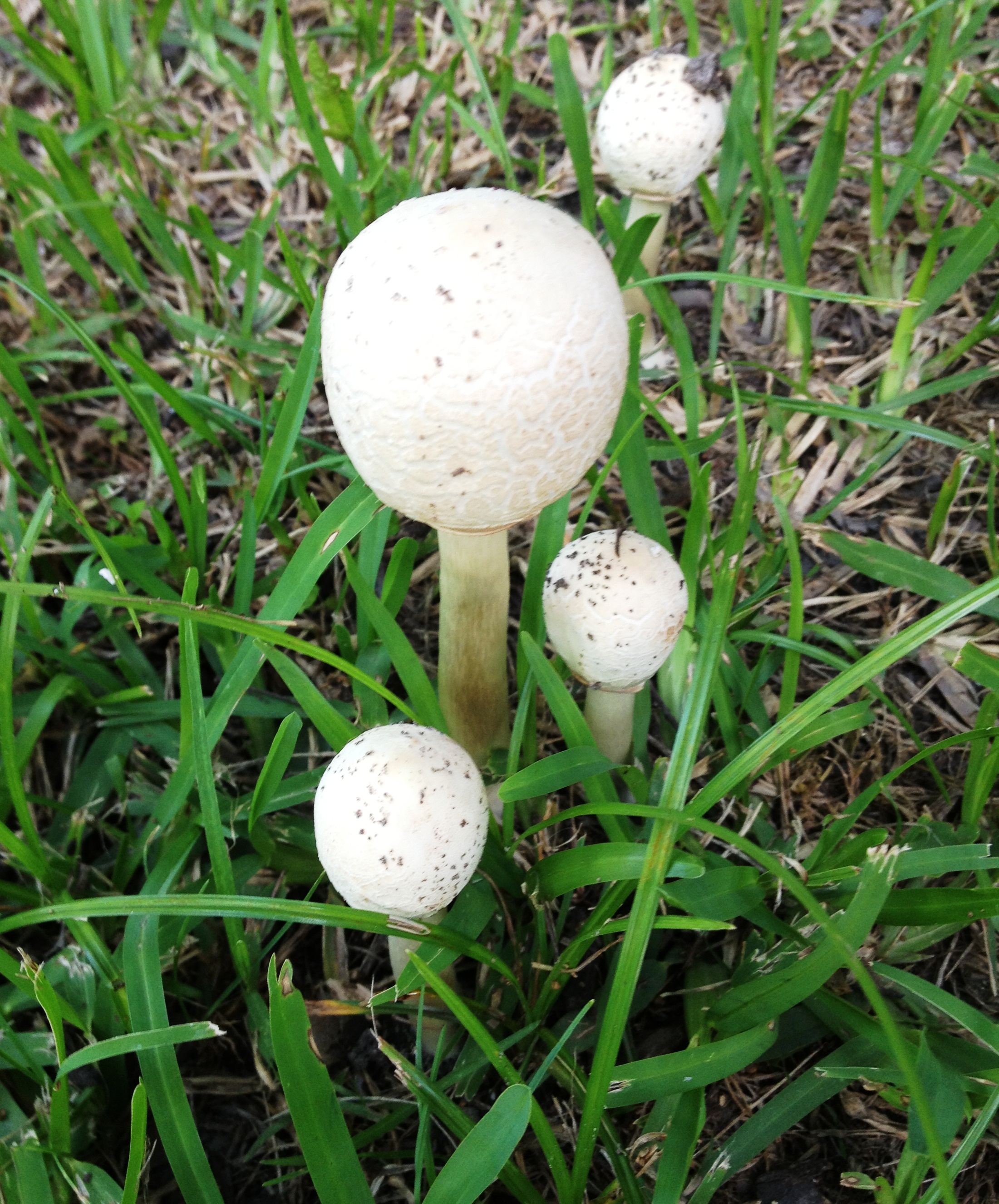 Mushrooms in the yard aren’t cause for concern