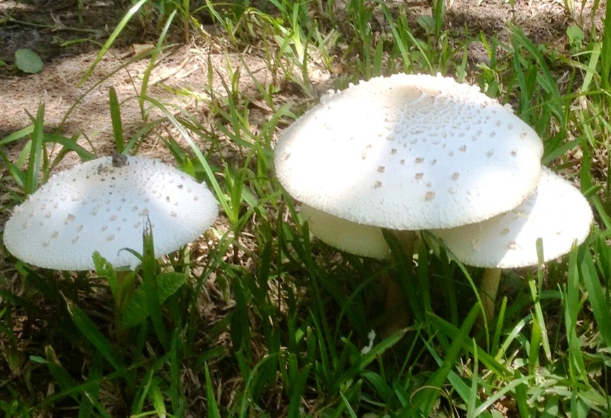 mushrooms