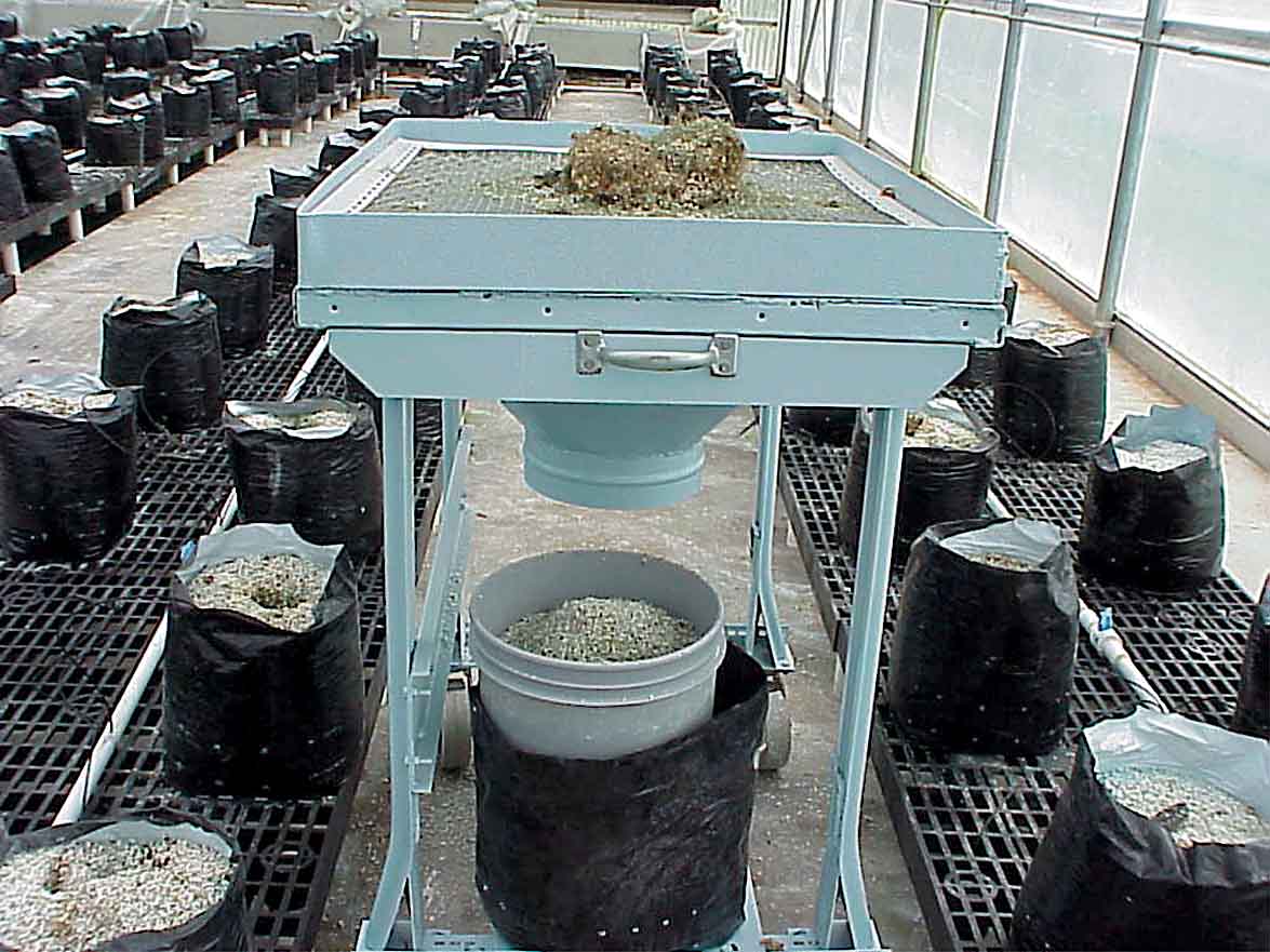 Recycling Perlite for More Profit in Greenhouse Tomatoes