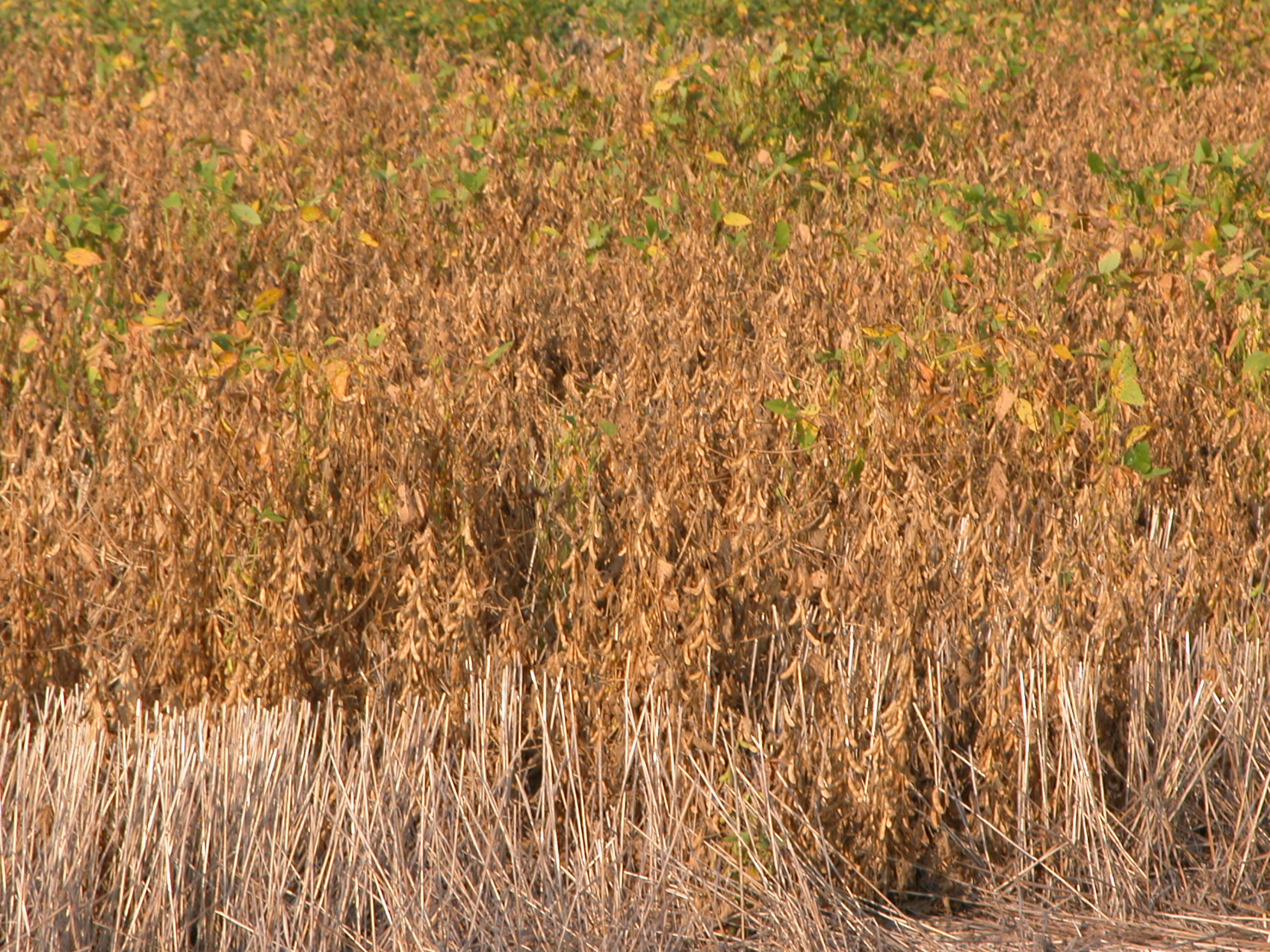 Photo of wheat and soybeans.